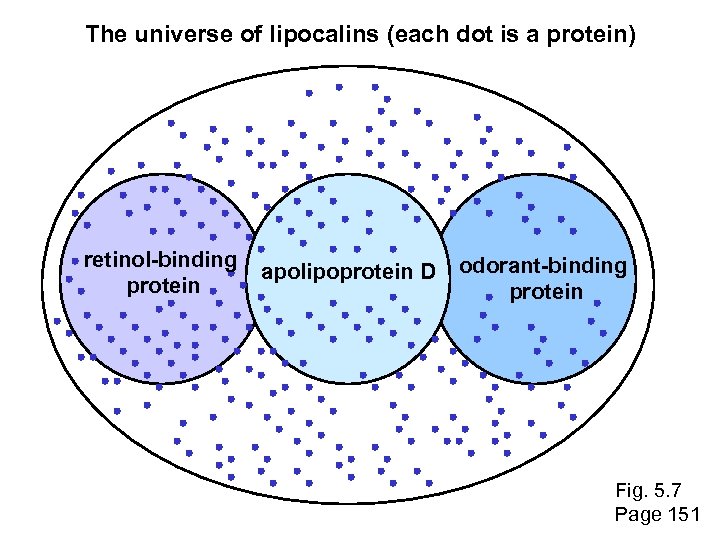 The universe of lipocalins (each dot is a protein) retinol-binding protein apolipoprotein D odorant-binding