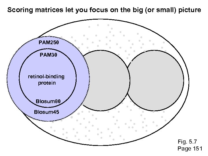 Scoring matrices let you focus on the big (or small) picture PAM 250 PAM