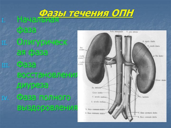 I. III. IV. Фазы течения ОПН Начальная фаза Олигурическ ая фаза Фаза восстановления диуреза