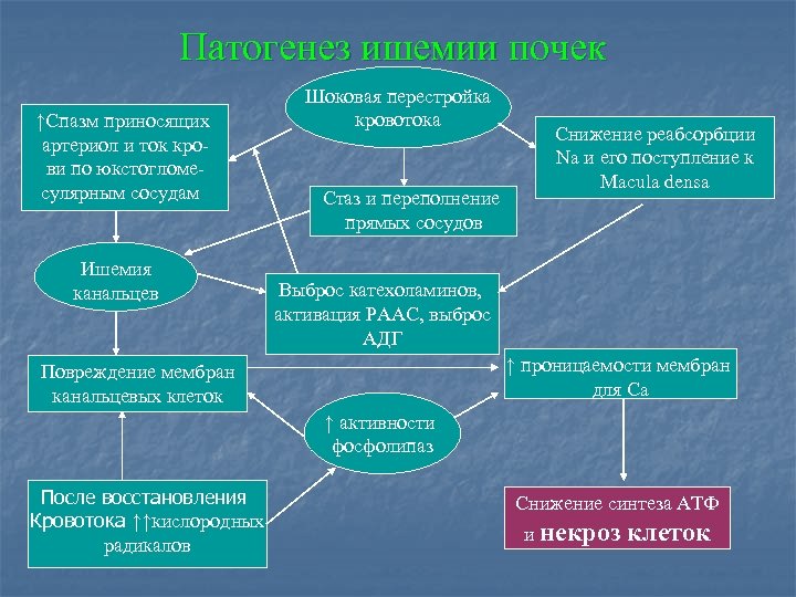 Патогенез ишемии почек ↑Спазм приносящих артериол и ток крови по юкстогломесулярным сосудам Ишемия канальцев