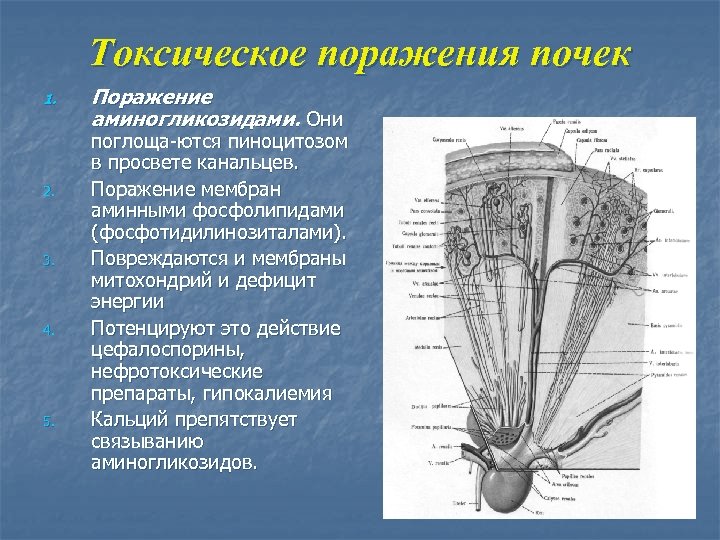 Токсическое поражения почек 1. 2. 3. 4. 5. Поражение аминогликозидами. Они поглоща-ются пиноцитозом в