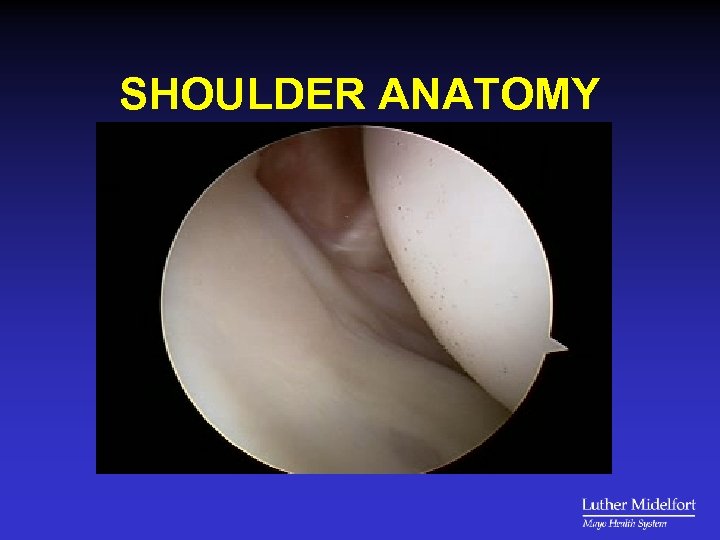 SHOULDER ANATOMY 