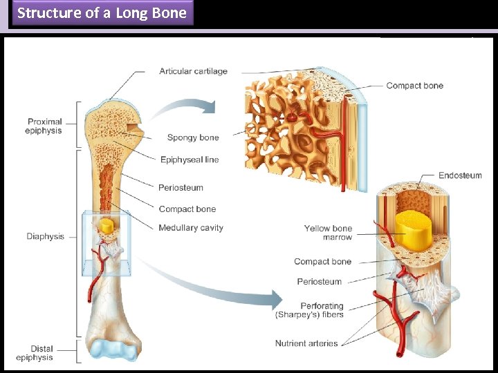 Structure of a Long Bone 137 