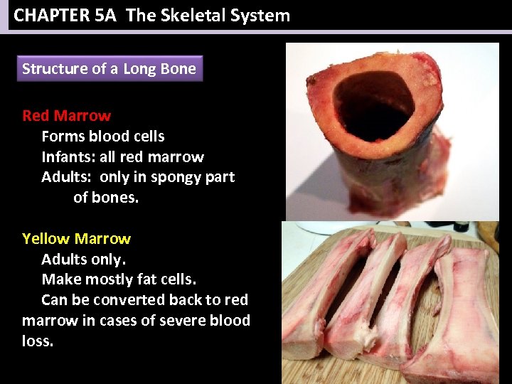 CHAPTER 5 A The Skeletal System Structure of a Long Bone Red Marrow Forms