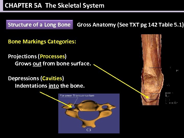 CHAPTER 5 A The Skeletal System Structure of a Long Bone Gross Anatomy (See