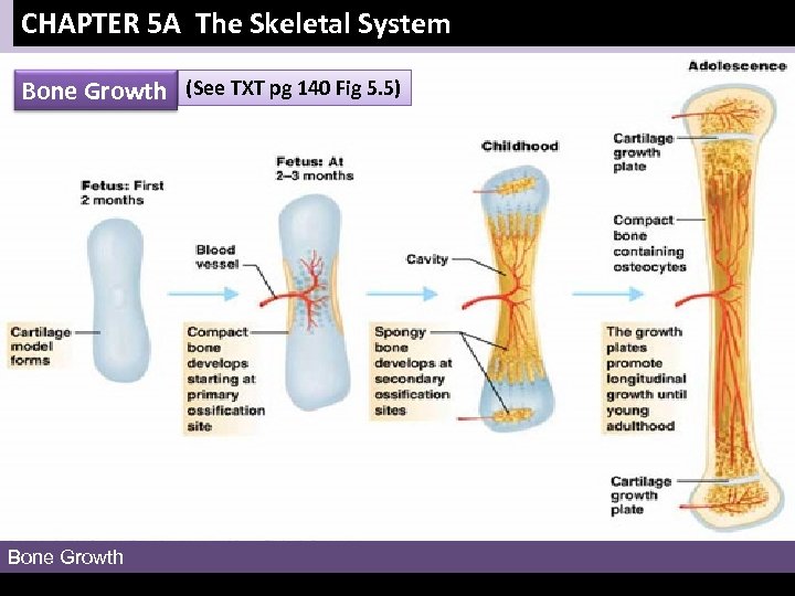 CHAPTER 5 A The Skeletal System Bone Growth (See TXT pg 140 Fig 5.