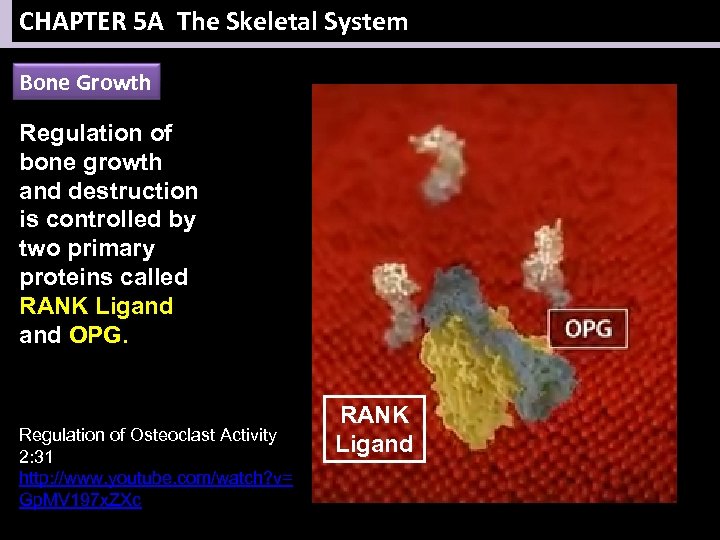 CHAPTER 5 A The Skeletal System Bone Growth Regulation of bone growth and destruction