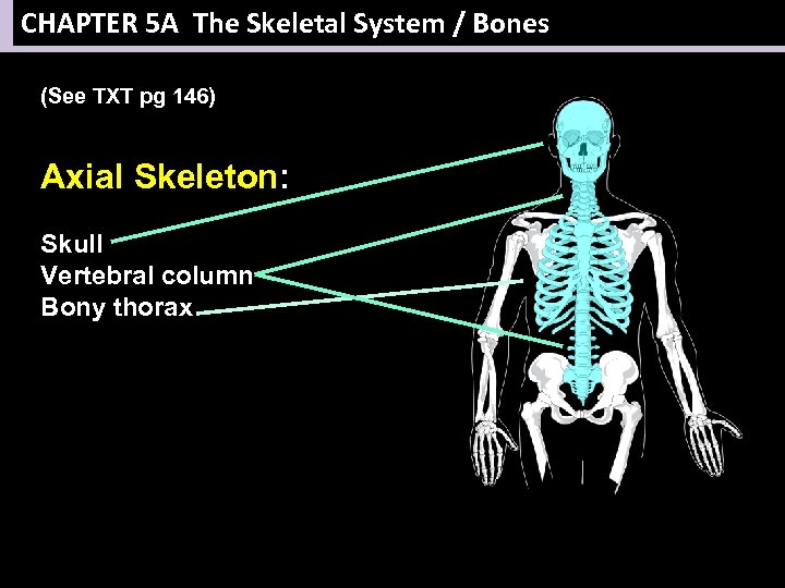 CHAPTER 5 A The Skeletal System / Bones (See TXT pg 146) Axial Skeleton: