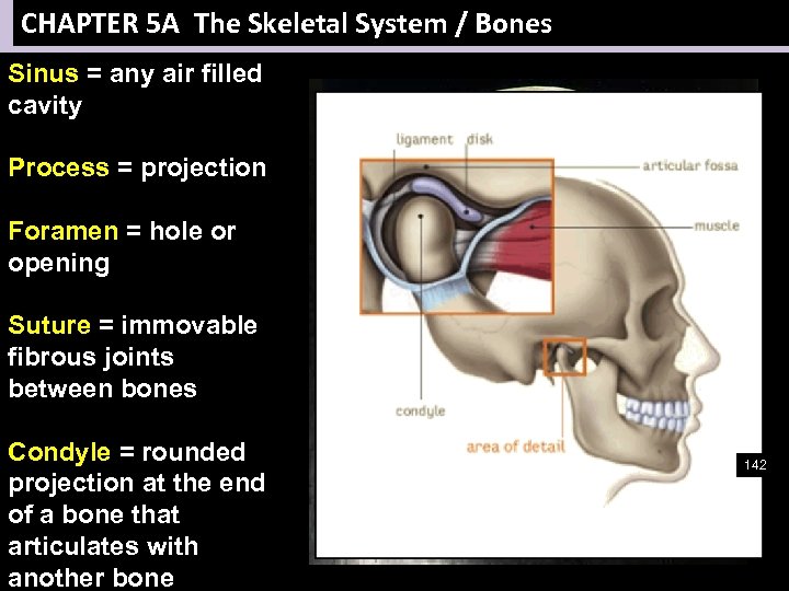 CHAPTER 5 A The Skeletal System / Bones Sinus = any air filled cavity