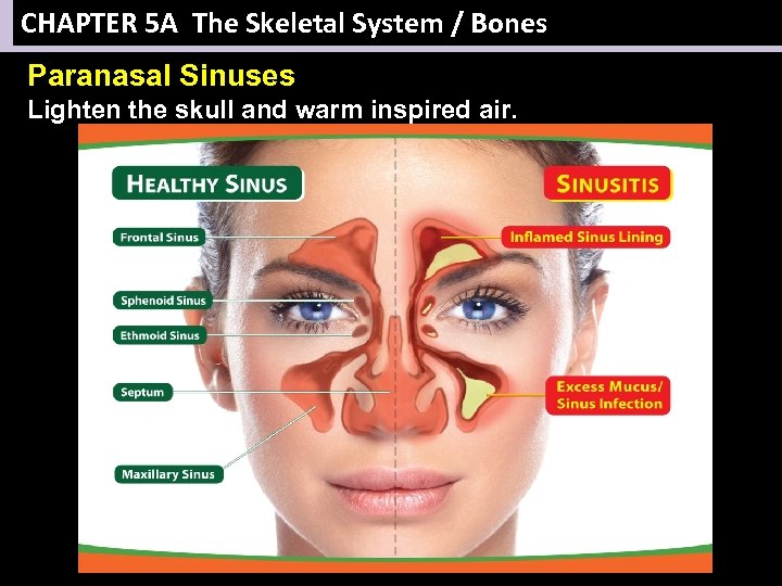 CHAPTER 5 A The Skeletal System / Bones Paranasal Sinuses Lighten the skull and