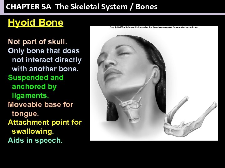 CHAPTER 5 A The Skeletal System / Bones Hyoid Bone Not part of skull.