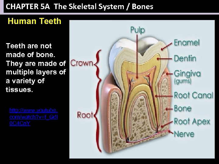 CHAPTER 5 A The Skeletal System / Bones Human Teeth are not made of