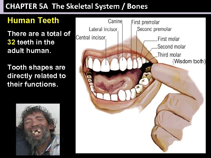 CHAPTER 5 A The Skeletal System / Bones Human Teeth There a total of