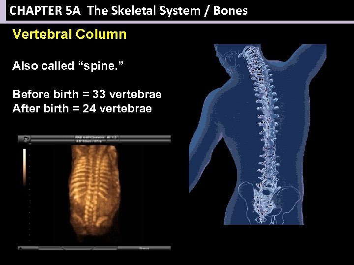 CHAPTER 5 A The Skeletal System / Bones Vertebral Column Also called “spine. ”
