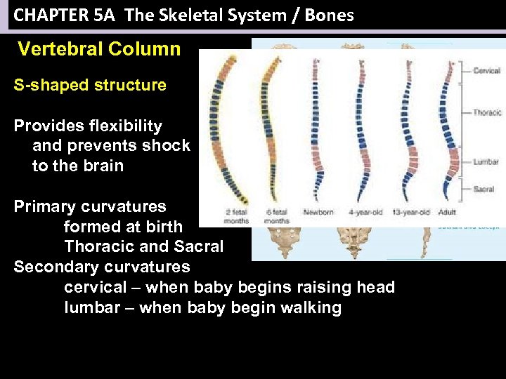 CHAPTER 5 A The Skeletal System / Bones Vertebral Column S-shaped structure Provides flexibility