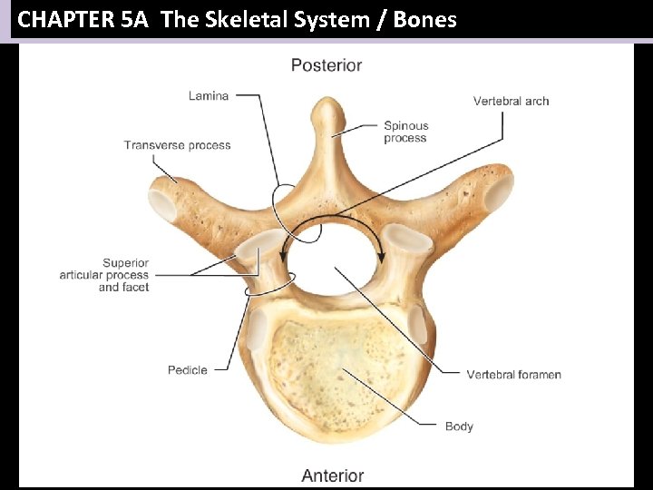 CHAPTER 5 A The Skeletal System / Bones 