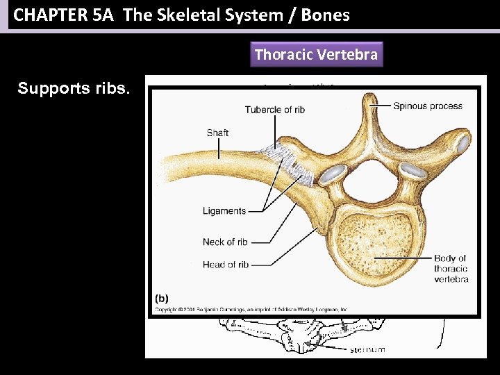 CHAPTER 5 A The Skeletal System / Bones Thoracic Vertebra Supports ribs. 