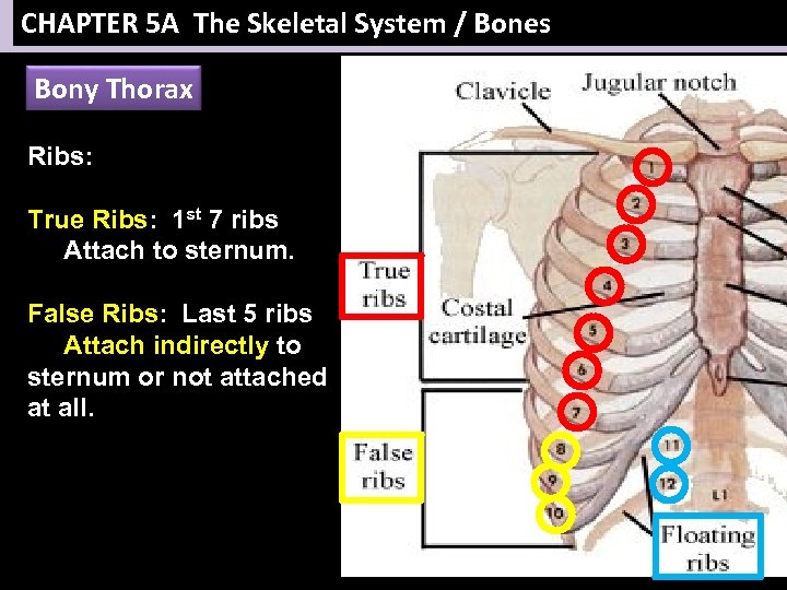 CHAPTER 5 A The Skeletal System / Bones Bony Thorax Ribs: True Ribs: 1