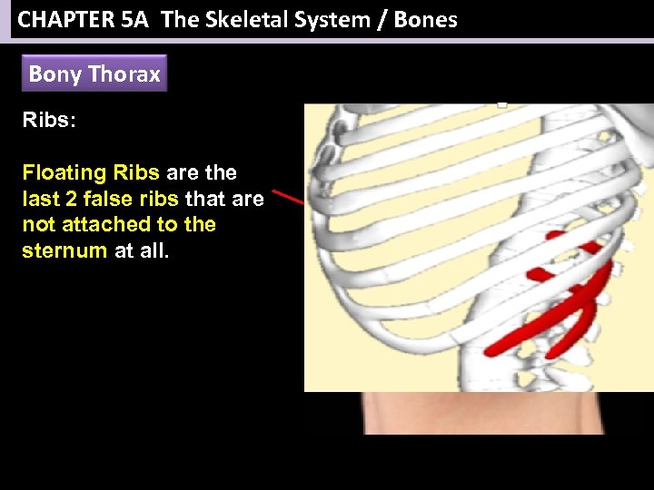 CHAPTER 5 A The Skeletal System / Bones Bony Thorax Ribs: Floating Ribs are