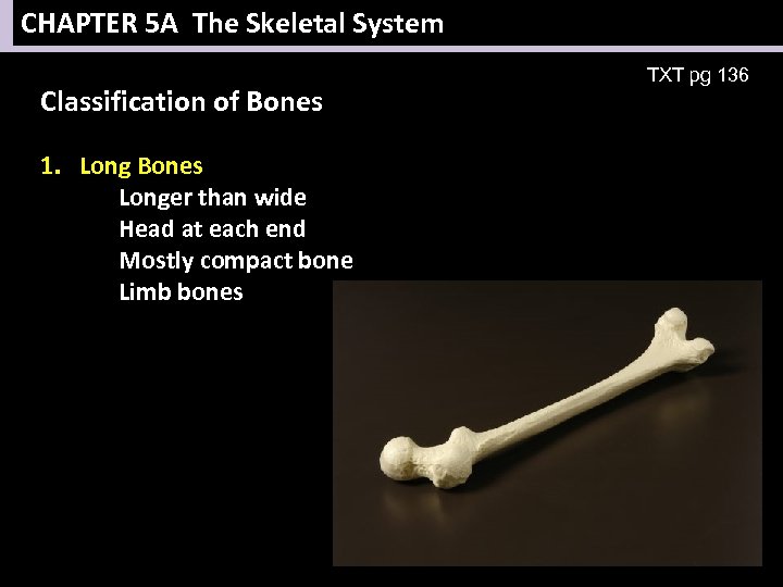 CHAPTER 5 A The Skeletal System Classification of Bones 1. Long Bones Longer than