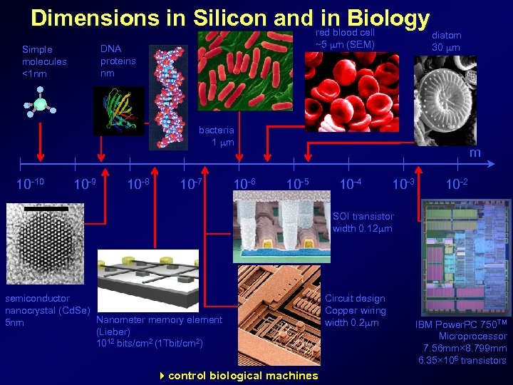 Dimensions in Silicon and red blood cell in Biology ~5 m (SEM) DNA proteins