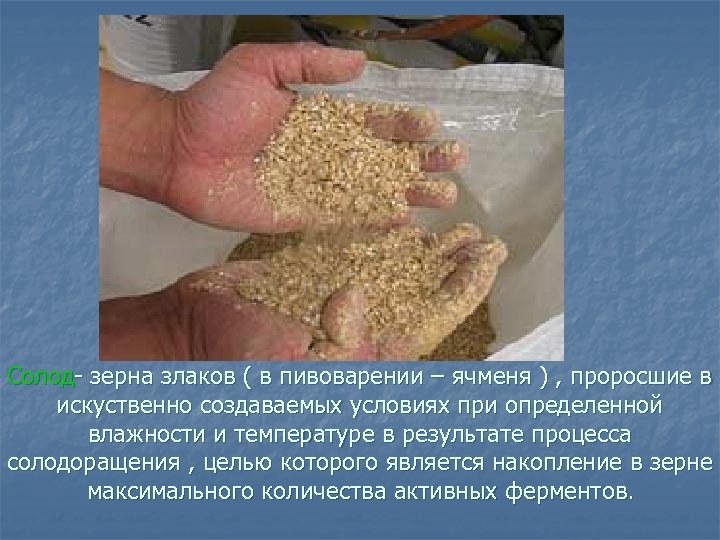 Солод зерна злаков ( в пивоварении – ячменя ) , проросшие в искуственно создаваемых