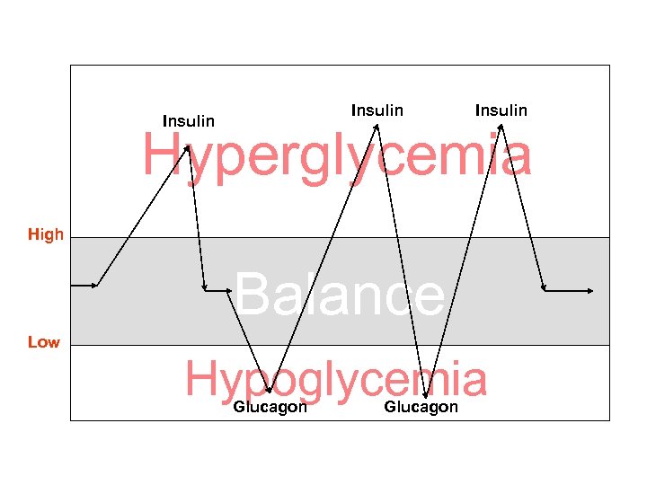 Insulin Hyperglycemia High Balance Low Hypoglycemia Glucagon 