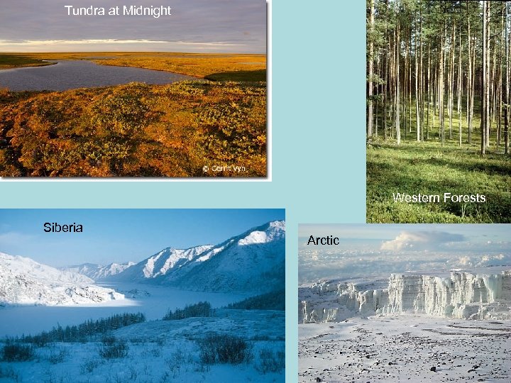 Tundra at Midnight Western Forests Siberia Arctic 