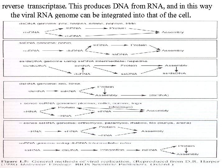 reverse transcriptase. This produces DNA from RNA, and in this way the viral RNA