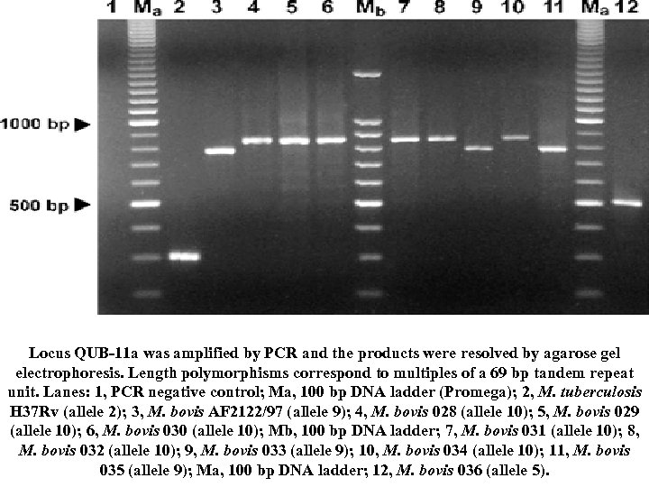 Locus QUB-11 a was amplified by PCR and the products were resolved by agarose