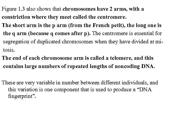 Figure 1. 3 also shows that chromosomes have 2 arms, with a constriction where