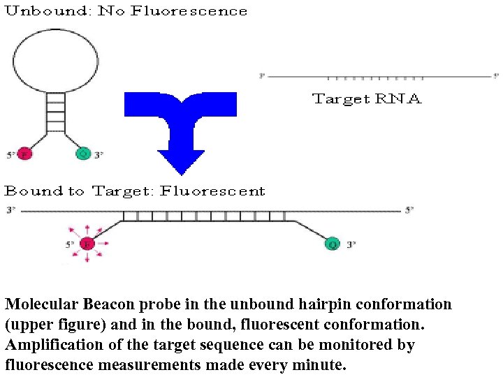 Molecular Beacon probe in the unbound hairpin conformation (upper figure) and in the bound,