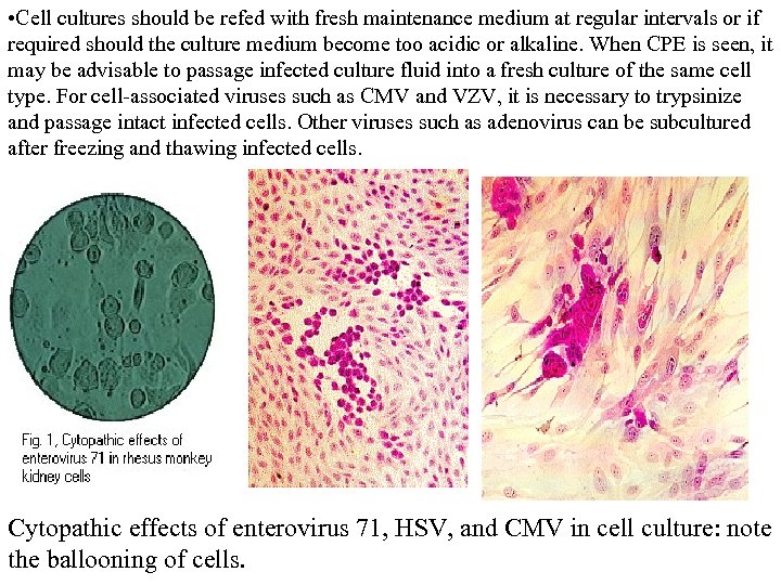  • Cell cultures should be refed with fresh maintenance medium at regular intervals