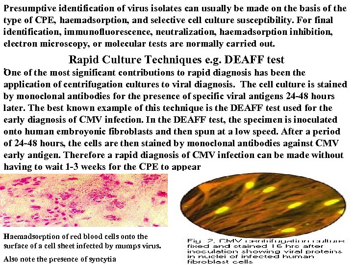 Presumptive identification of virus isolates can usually be made on the basis of the