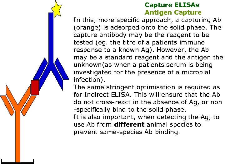 Capture ELISAs Antigen Capture In this, more specific approach, a capturing Ab (orange) is