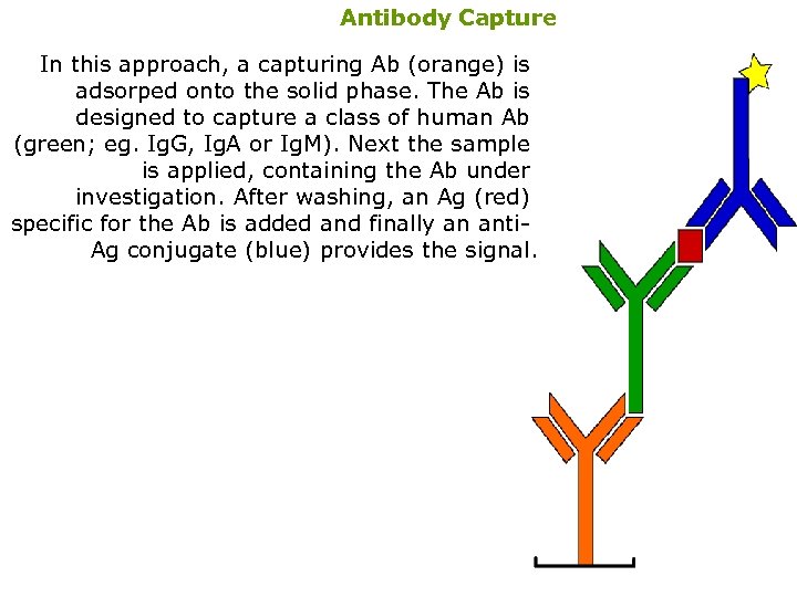 Antibody Capture In this approach, a capturing Ab (orange) is adsorped onto the solid