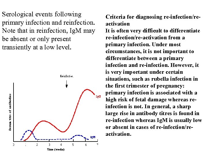 Serological events following primary infection and reinfection. Note that in reinfection, Ig. M may