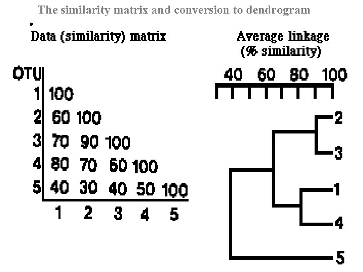 The similarity matrix and conversion to dendrogram • 