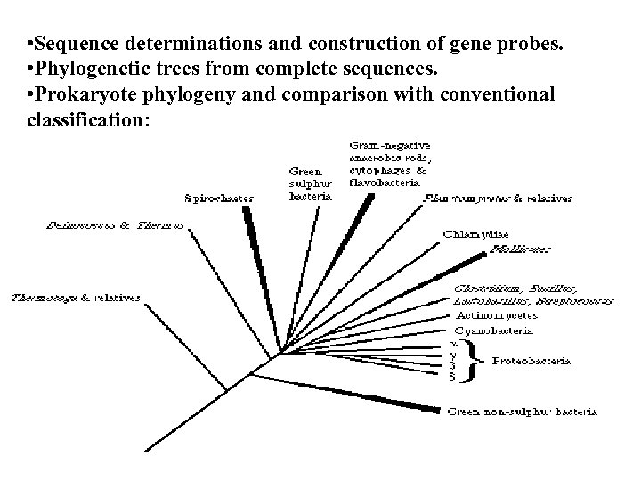  • Sequence determinations and construction of gene probes. • Phylogenetic trees from complete