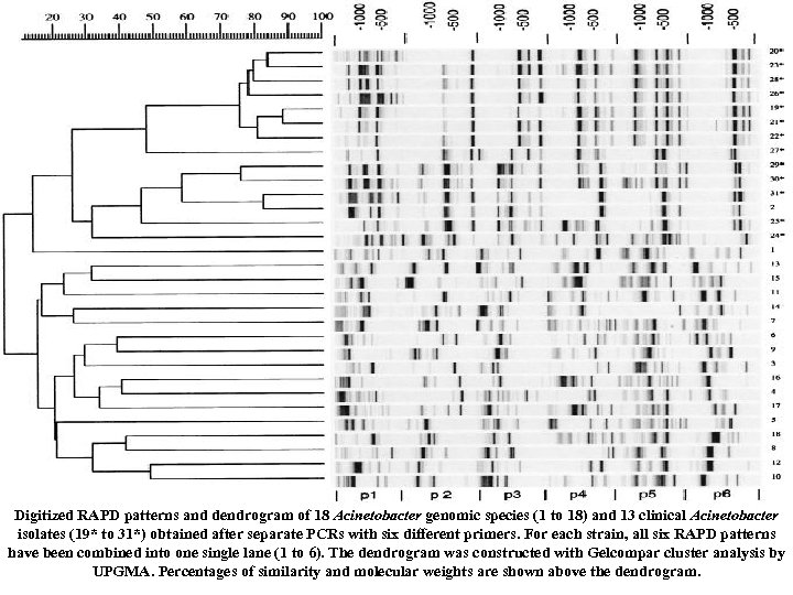 Digitized RAPD patterns and dendrogram of 18 Acinetobacter genomic species (1 to 18) and