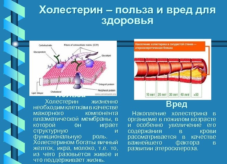 Есть ли холестерин. Вредный холестерин. Польза и вред холестерина. Холестерин польза для организма. Полезный и вредный холестерин.