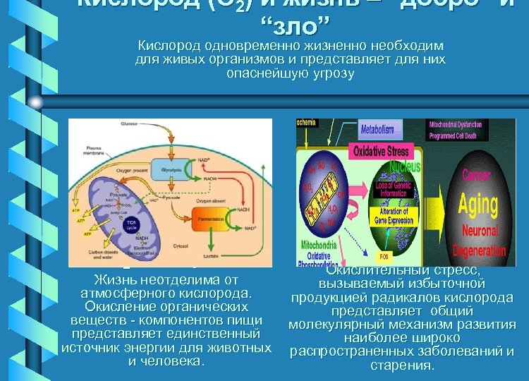 Кислород (O 2) и жизнь – “добро” и “зло” Кислород одновременно жизненно необходим для