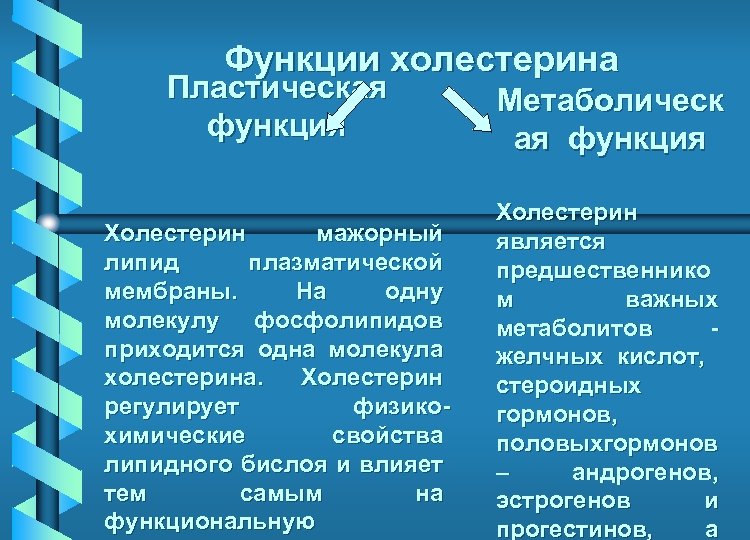 Функции холестерина Пластическая функция Холестерин мажорный липид плазматической мембраны. На одну молекулу фосфолипидов приходится