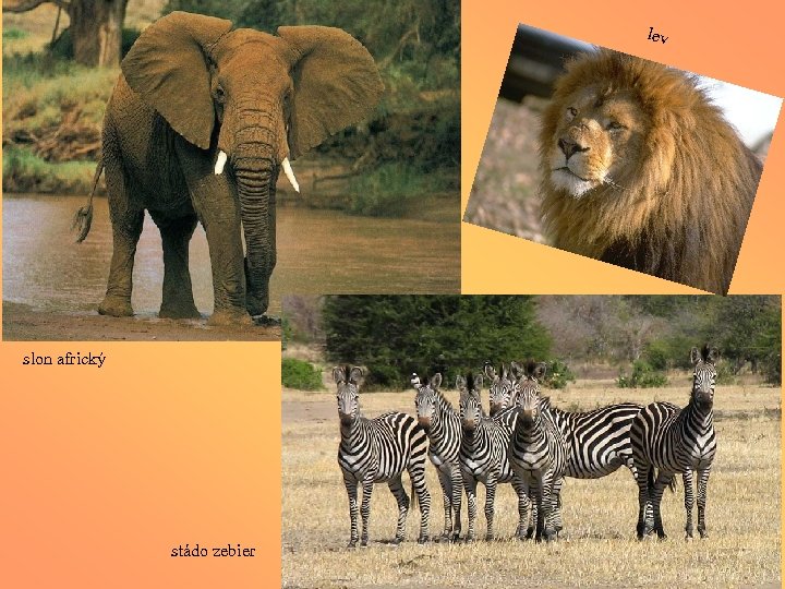 lev slon africký stádo zebier 