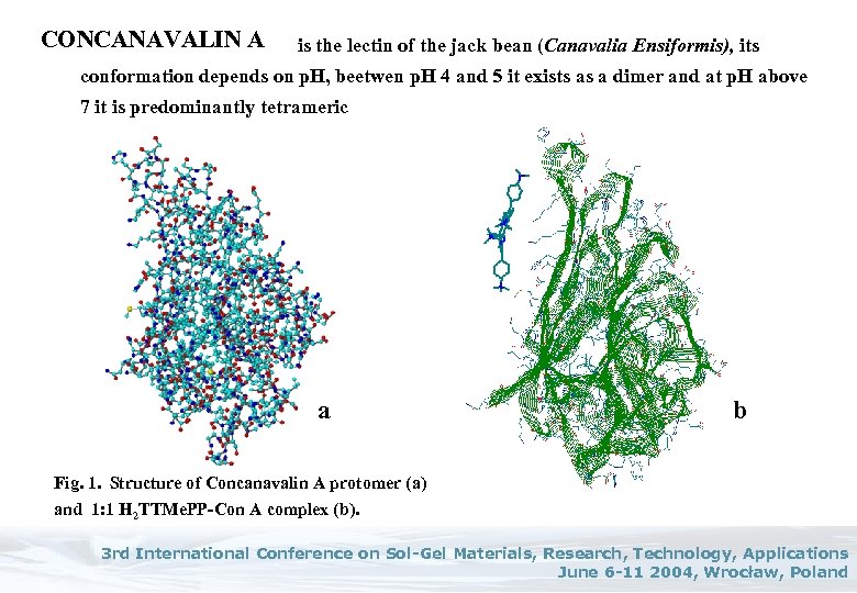 CONCANAVALIN A is the lectin of the jack bean (Canavalia Ensiformis), its conformation depends
