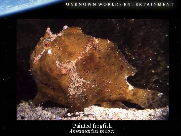 Painted frogfish Antennarius pictus 