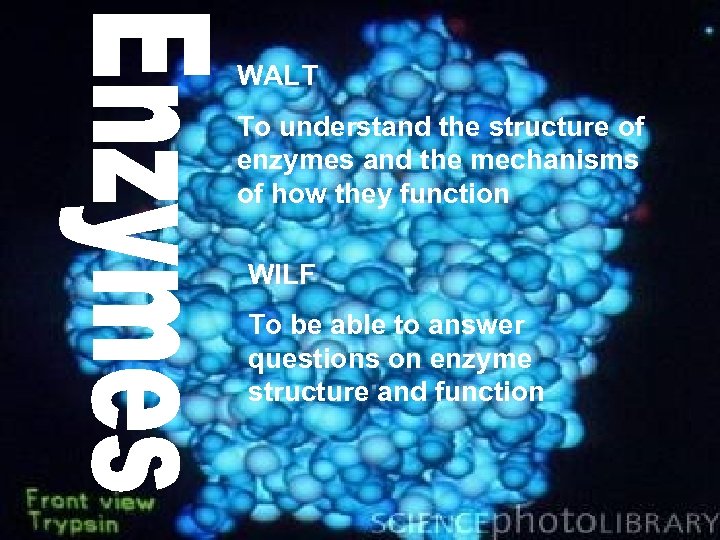 WALT To understand the structure of enzymes and the mechanisms of how they function