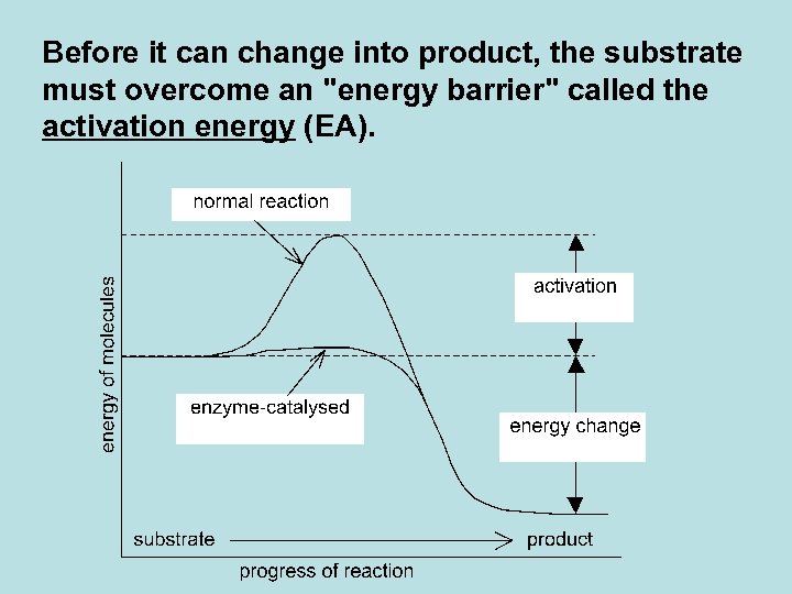 Before it can change into product, the substrate must overcome an 