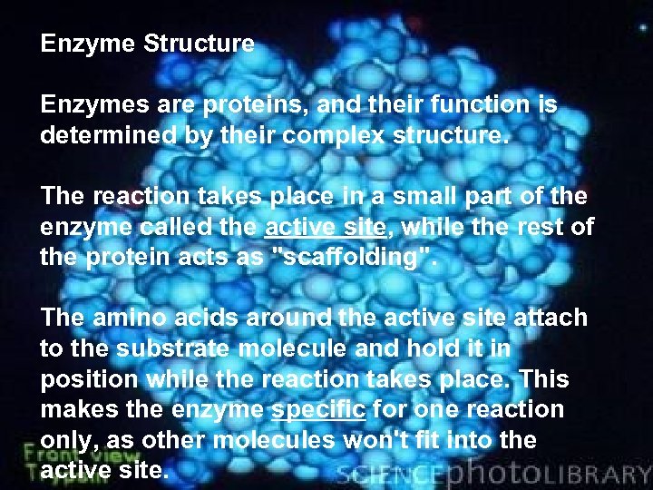 Enzyme Structure Enzymes are proteins, and their function is determined by their complex structure.