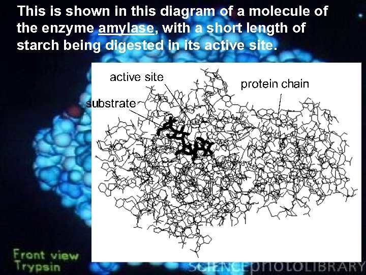 This is shown in this diagram of a molecule of the enzyme amylase, with